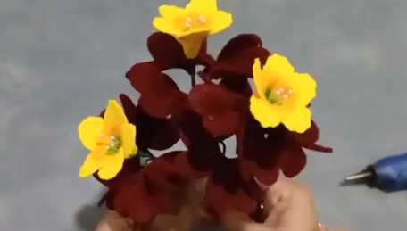 cara membuat bunga oxalis